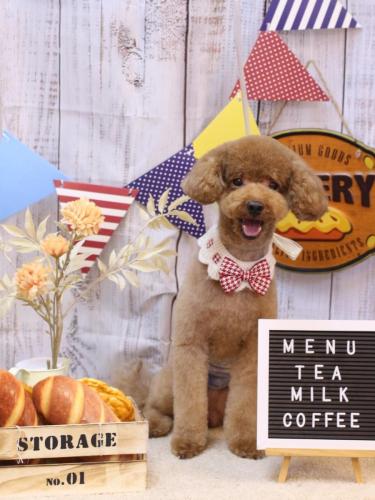 20240929まめくん